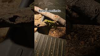 Banana pectinata animals pets iguana reptiles shorts fyp fypviral short pet animal cute [upl. by Caritta]