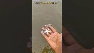 Small acts big impact saving of 🌟lives life starfish shorts abhifishinglife animals [upl. by Dnaltruoc]