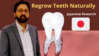 Regrowing Teeth Naturally Breakthrough with a Single Japanese Medicine [upl. by Kcirderf483]