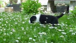 Bearded Collie puppiesDouble Scotch Kennel [upl. by Llehsyar718]