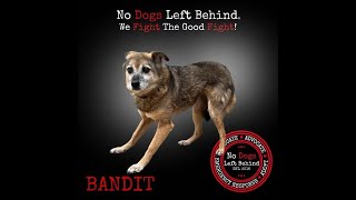 Bandit  619 dog meat truck survivor [upl. by Ocir]