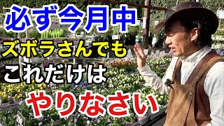 【ここで差が出る植物管理】各植物11月は勝負の月になります 【カーメン君】【園芸】【ガーデニング】【初心者】 [upl. by Nwahsyd]