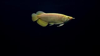 Albino crossback arowana [upl. by Nilok]