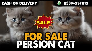 Persian Cats For SaleBuy Two Get One FreeCargo All Over PakistanContact Number 03314957619 [upl. by Ynos]