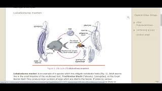 Ch10 Lec4 Class Monogenea and Trematoda [upl. by Halihs]