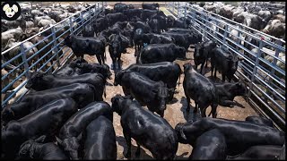 How Do American Farmers Raise 6 Million Angus Cows  Farming Documentary [upl. by Jacklyn]