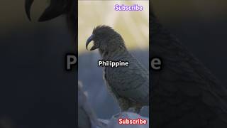 The Most Unique amp Rare Birds EndangeredSpecies WildlifeConservation Kakapo PhilippineEagle [upl. by Ahsilat855]