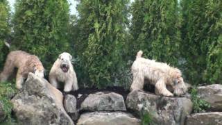 Wheaten Frolic summer 09 [upl. by Airtap436]