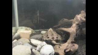 New 150 Gallon Alligator Snapping Turtle setup [upl. by Notsirb]