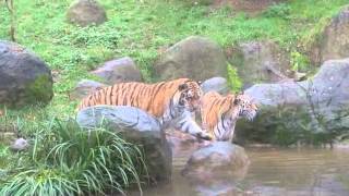 Amur Tigers Fishing Enrichment [upl. by Watson]