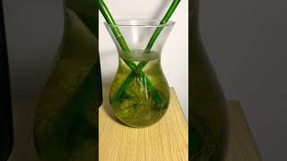 Lucky Bamboo Water Change [upl. by Alveta]