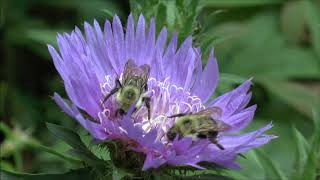 Bees and Stokes Aster Stokesia laevis [upl. by Yeliw]