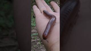 millipedes are unique animals [upl. by Fitalludba]