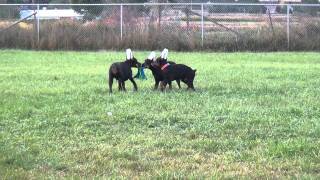 European Doberman puppies for sale from Hungary [upl. by Manley431]