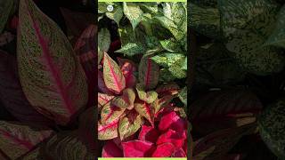 aglaonema plant care aglaonemaplant leafyplant indoorplant plantinfo [upl. by Anaek961]