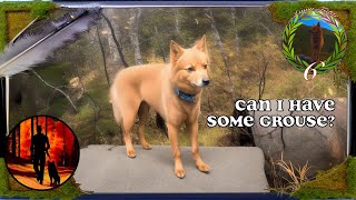 Finnish Spitz Hunts on Road [upl. by Brier]