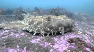 Spotted Wobbegong Orectolobus maculatus at Bare Island Sydney Australia [upl. by Marcellus]