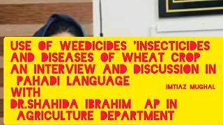 Wheat crop Management Interview  weedicides insecticides and diseases with Dr shahida Ibrahim [upl. by Ahseem]