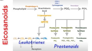 Eicosanoids Pathway  Prostanoids And Leukotrienes BioSynthesis Pathways [upl. by Zoldi199]