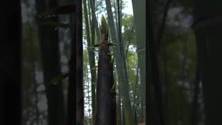 Plants with Amazing Abilities Bamboo  The Worlds Fastest Growing Plant [upl. by Enilrem356]