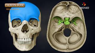 Anatomy of Frontal Bone  Animated Osteology  MBBS 1st year [upl. by Arnaud707]