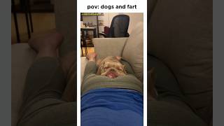 Dogs and fart dogs adorablepets prank fart cutedogs funny pets cats catshorts [upl. by Noitsirhc]