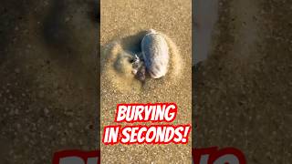 Sea Snail Burying Itself in Seconds seasnail shorts fish [upl. by Ueihtam]