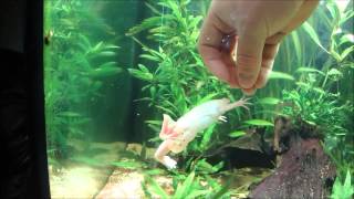 Hand Feeding African Clawed Frog [upl. by Adialeda]