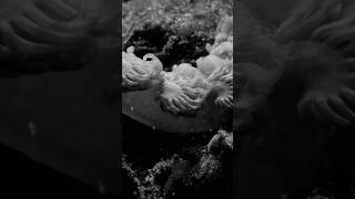 MAUD THE MOTH  Siphonophores The Distaff 2025  Video by suckerspeedfilms [upl. by Odlopoel]