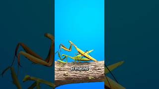 Mantis Come Cabeza De Su Novio 😨 [upl. by Adohr]