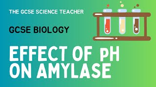 GCSE Biology Lesson 5 Effect of pH on Amylase Activity Required Practical [upl. by Nomzaj]