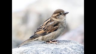 Jason Gray  Sparrows [upl. by Caniff]