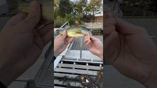 Nice lil Baby Bass music pop fishing catchinbass bassfishing catchingbass football fish fyp [upl. by Lipsey]