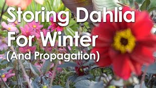 Overwintering Dahlia Storing For Winter and Propagation [upl. by Ameehs]