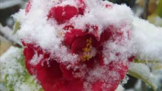 INESSA GALANTE Casta Diva  INFO  Garden Chinese rose in snow  Hydrangeas etc [upl. by Elton]