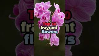 Top 10 Fragrant flowers shorts top10 [upl. by Onofredo]