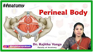 The perineal body Anatomy or central tendon of perineum [upl. by Aivatnwahs370]