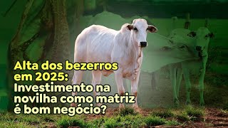 Alta dos bezerros em 2025 Investimento na novilha como matriz é bom negócio [upl. by Suiratnauq659]