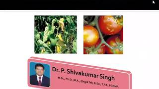 Bacterial Wilt of Tomato  Bacterial diseases in plants  vegetable diseases  Dr P Shivakumar Singh [upl. by Lletnahc499]