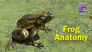 Anatomy of an Frog  Structural Organization of Animals  CBSE Class 11 Biology by Elearnin [upl. by Rebecca623]