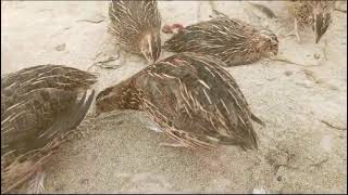 Everything You Need to Know About Quail Care Habits and Morequot [upl. by Groeg875]