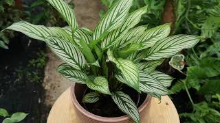 Calathea Vittata  Live from the Nursery Series [upl. by Lamej648]