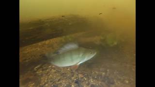 Diving Hoe mill lock spill pool river chelmer HD [upl. by Nommad]