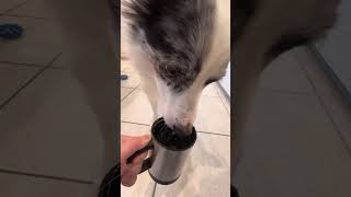 Kaia likes his water stirred not shaken 😂🐾🐕 httpsacoddbMBHL7 funnydog playfulpup [upl. by Vahe]