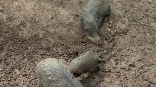 The WhiteLipped Peccary in Costa Rica [upl. by Sparrow327]