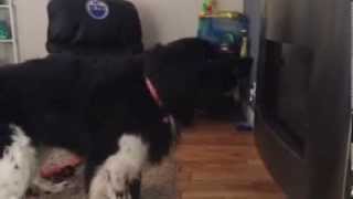 Newfoundland Dog Barking At Hubbys Reflection In The Fireplace [upl. by Sylera]