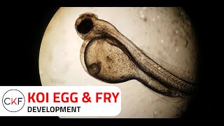 Koi Egg amp Fry Development  Cuttlebook Koi Farm [upl. by Odrick]