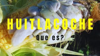 HUITLACOCHE que es y porque decidí consumirlo por primera vez [upl. by Zasuwa284]