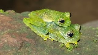 Granular glass frog 🐸 amplexus time [upl. by Leidgam]