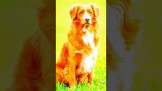 American beautiful dog 🥰 animals youtubeshorts shorts trending animals vairalvideo lion tiger [upl. by Ainaled903]